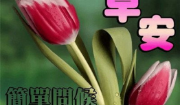 早上好视频图片加音乐,音乐唤醒美好早晨